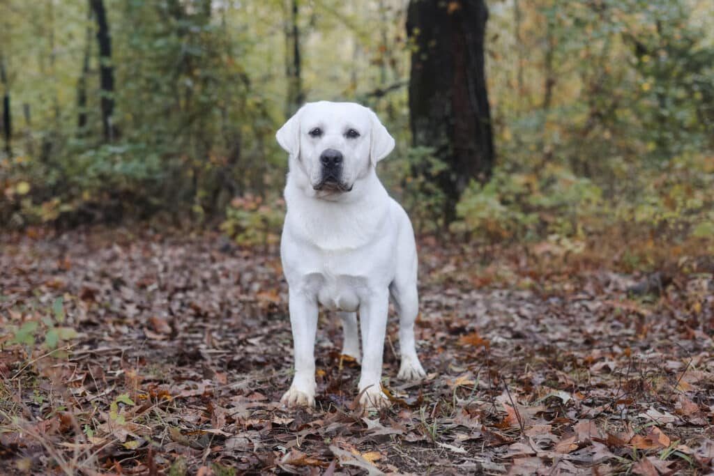 Swagger, Theo's sire — a blocky pure white English Labrador